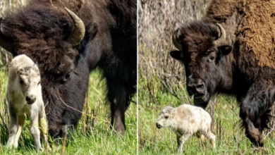 Nace un búfalo blanco en Yellowstone y cumple una profecía indígena