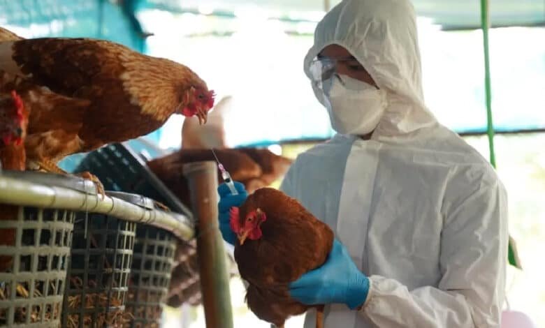 ¿Existe vacuna para la gripe aviar H5N2?