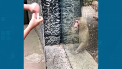 Mono se queda con la boca abierta tras presenciar un truco de magia