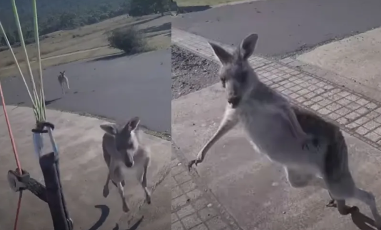 Hombre aterriza en paracaídas y se enfrenta a un canguro “boxeador”