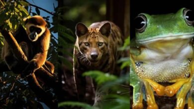 Conoce a los animales de la selva en peligro de extinción en 2024
