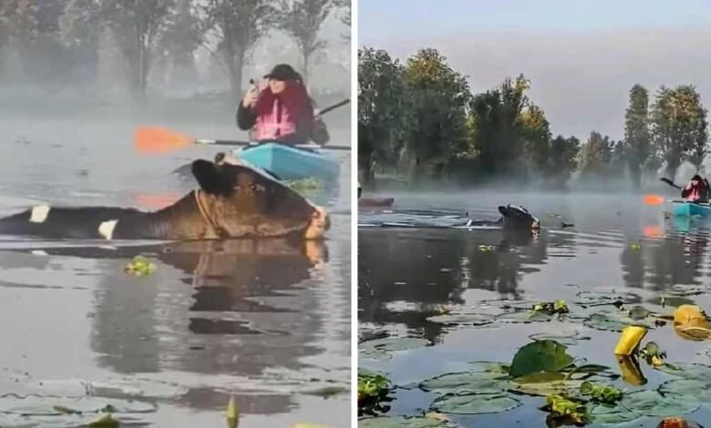 Video. Sorprende aparición de vacas nadando en canales de Xochimilco