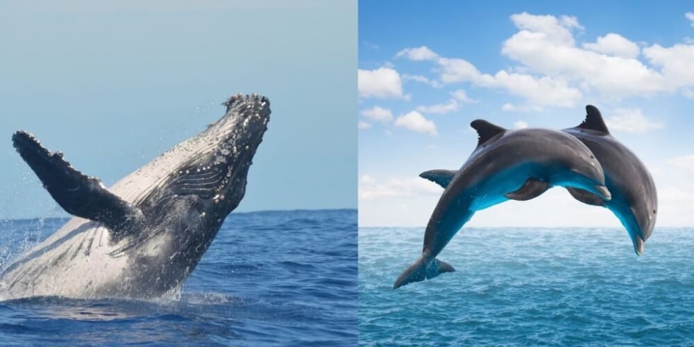 Día Mundial de las Ballenas y los Delfines: Celebrando la grandeza marina