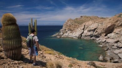 Explorando el desierto de Baja California: Un oasis de biodiversidad y belleza