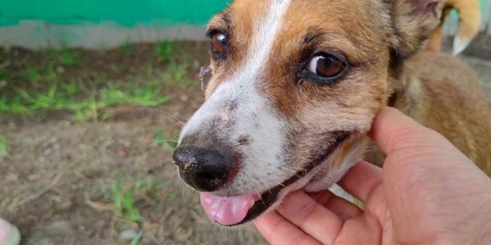 ¿Amante de los Perros? 14 Lomitos Buscan un Hogar en Los Cabos