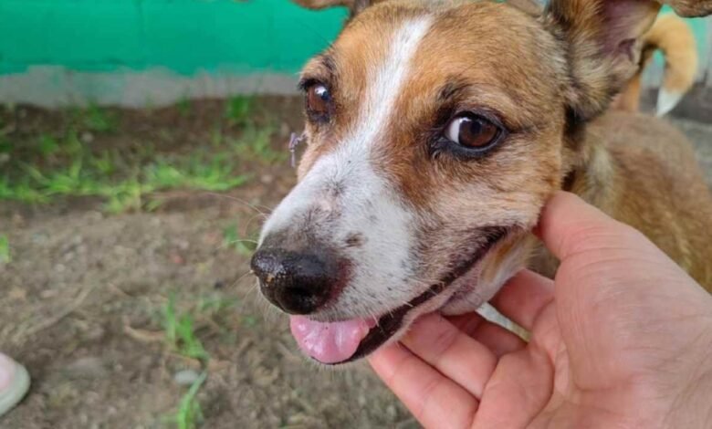 ¿Amante de los Perros? 14 Lomitos Buscan un Hogar en Los Cabos