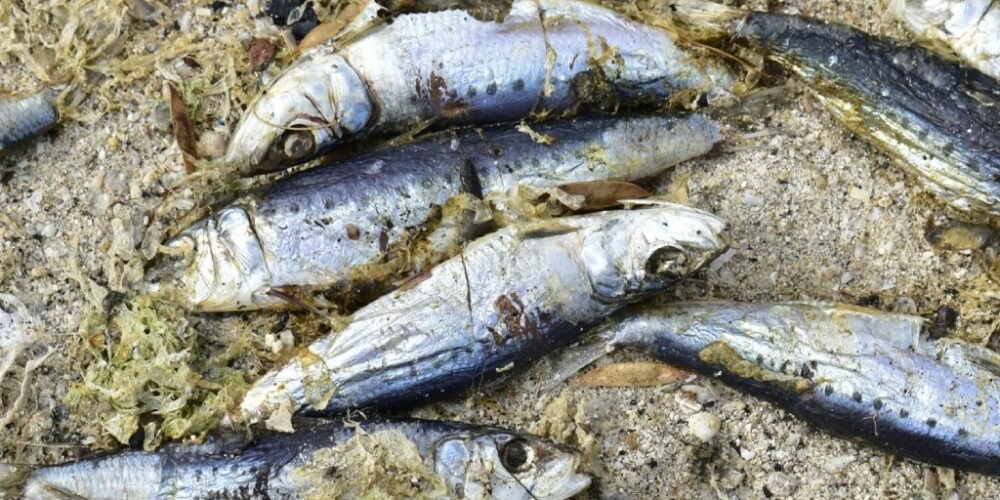 Levantan Más de Una Tonelada de Peces Muertos en Bahía de La Paz