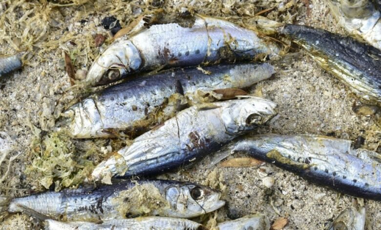 Levantan Más de Una Tonelada de Peces Muertos en Bahía de La Paz