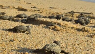 Se acerca la temporada de anidación de tortugas marinas en Baja California Sur