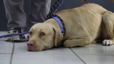 ¡Final feliz para el "Wero"! El perro adoptado encuentra un nuevo hogar