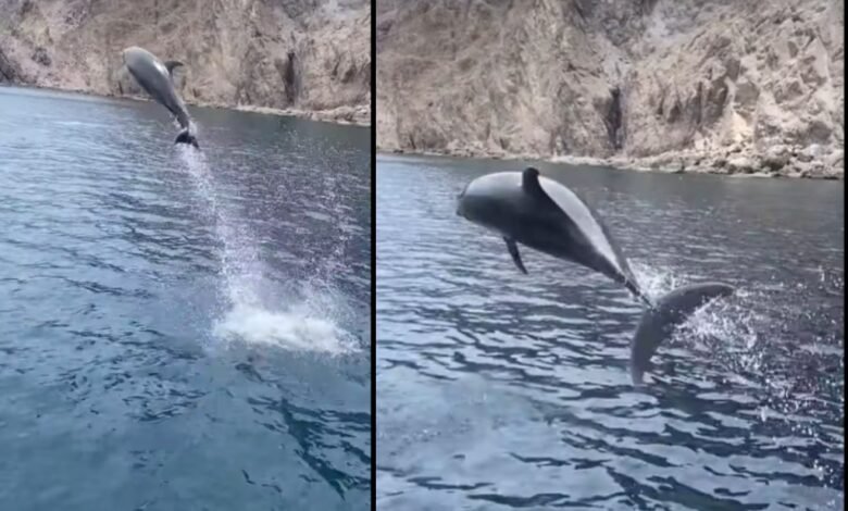 VIDEO: Delfines regalan espectáculo a turistas en las aguas de Baja California Sur