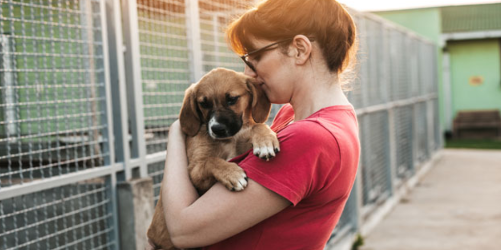 Conoce los requisitos para adoptar un lomito en La Paz