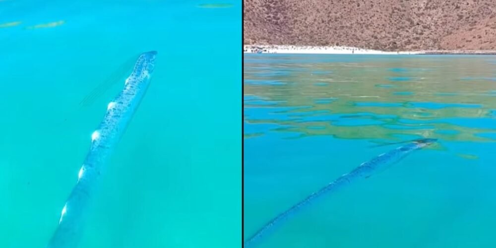 ¿Se acerca un terremoto? Encuentran pez remo en las aguas de Isla Espíritu Santo, BCS