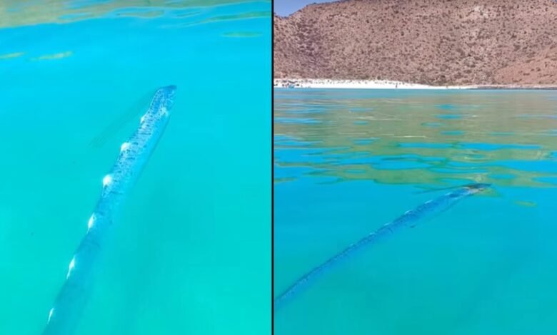 ¿Se acerca un terremoto? Encuentran pez remo en las aguas de Isla Espíritu Santo, BCS