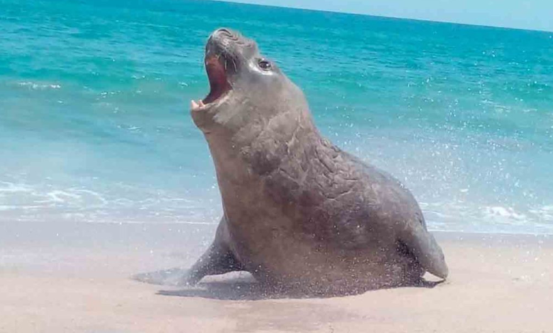 Panchito Cortés: El elefante marino que viaja miles de kilómetros para visitar México