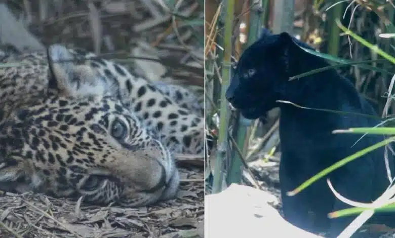 Último día para votar por nombres para jaguares de Chapultepec