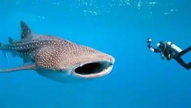 Día Internacional del Tiburón Ballena: ¿Dónde encontrarlo?