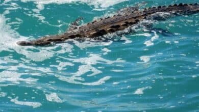 ¿Cocodrilos en las playas de Baja California Sur? Te contamos la verdad