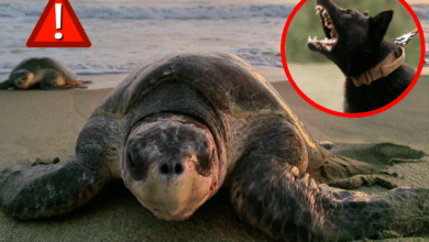 Tortugas marinas son atacadas por perros en playas de Baja California Sur