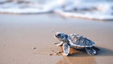 La lluvia, un aliado crucial para la supervivencia de las tortugas marinas