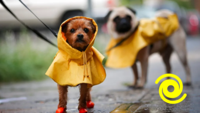 ¿Cómo proteger a tu mascota durante una Tormenta Tropical? Temporada de Huracanes