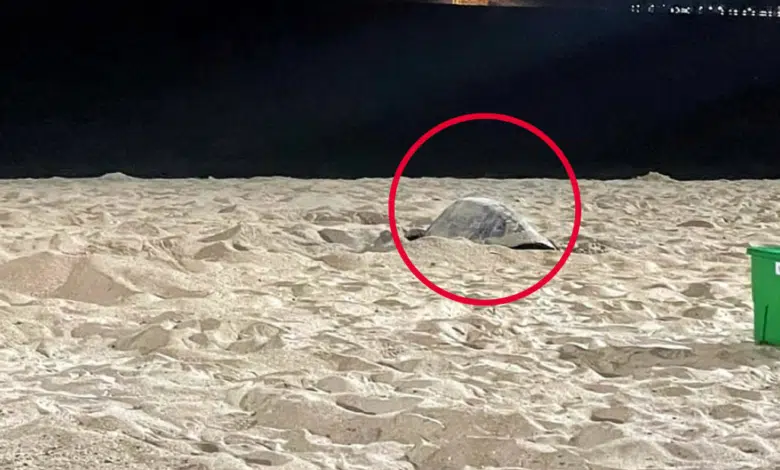 Tortuga marina desova en el Malecón de La Paz
