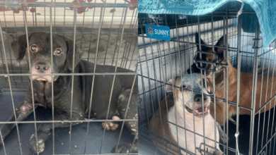 ¡Buenas Noticias! Adoptan a 6 perros rescatados de casa abandonada