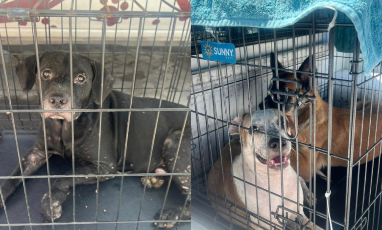 ¡Buenas Noticias! Adoptan a 6 perros rescatados de casa abandonada