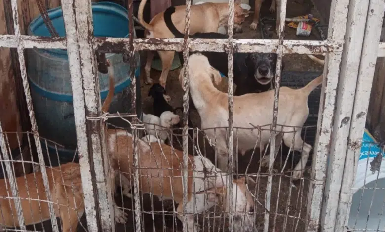 Rescatan a 26 perros en peligro de sacrificio en La Paz