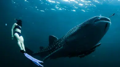 Nada con los tiburones más grandes del océano en Baja California Sur