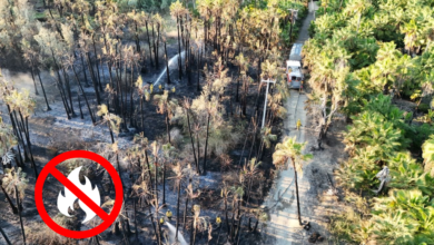 Incendio forestal en Todos Santos: ¿Qué hacer en caso de un incendio forestal?