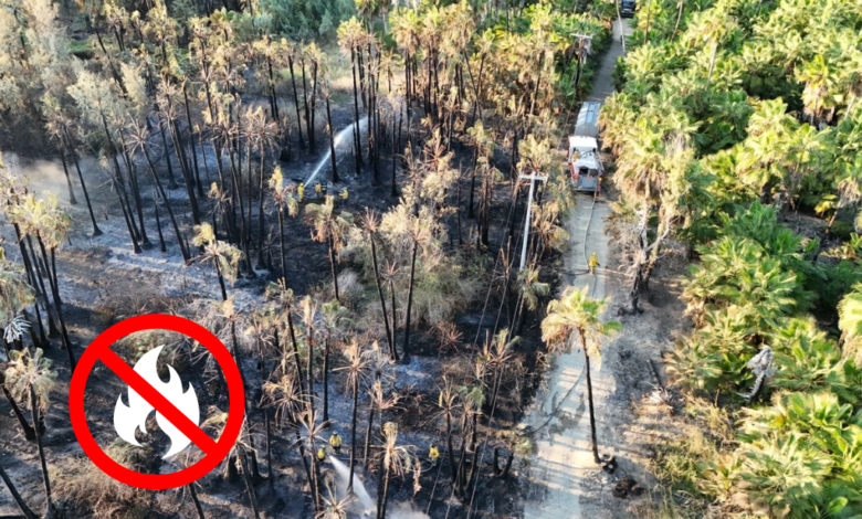 Incendio forestal en Todos Santos: ¿Qué hacer en caso de un incendio forestal?