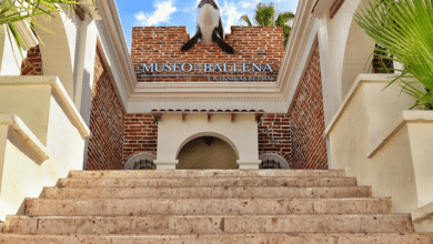 El Museo de la Ballena: Un faro de conocimiento y conservación en La Paz