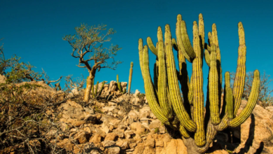 ¡El Santuario de los Cactus ya es un Área Natural Protegida!