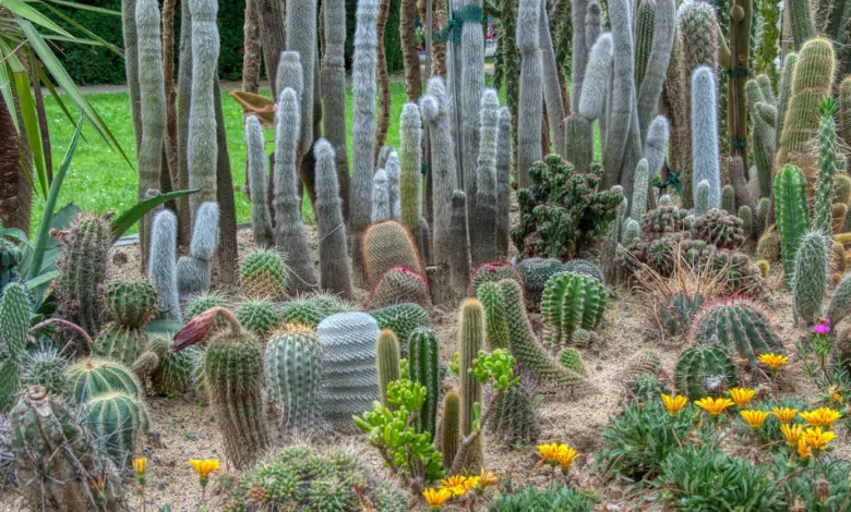 Especies de cactáceas en Baja California Sur: Un tesoro natural