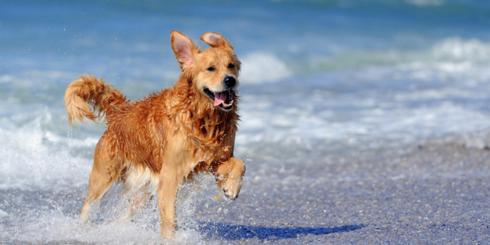 Los Cabos: El destino perfecto para viajar con tus mascotas