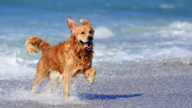 Los Cabos: El destino perfecto para viajar con tus mascotas