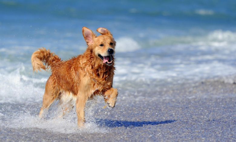 Los Cabos: El destino perfecto para viajar con tus mascotas