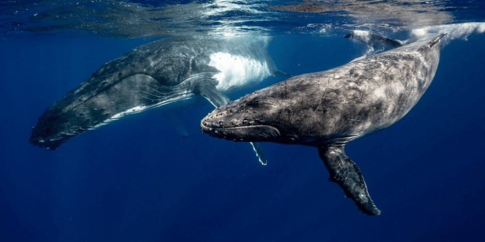 3 tipos de ballenas que viven en Baja California Sur y que seguro no conocías