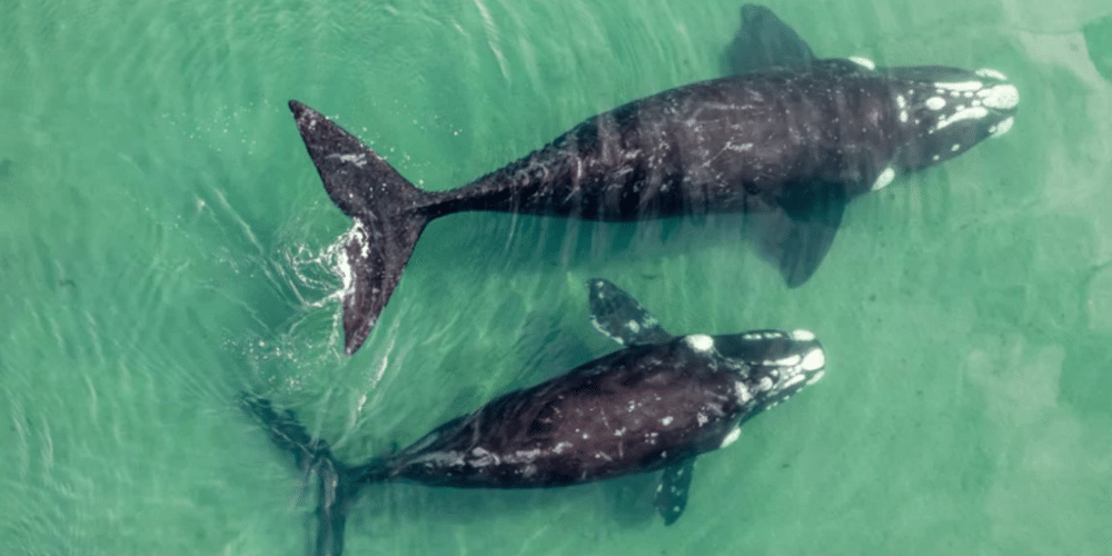 5 animales marinos endémicos de Baja California Sur que debes conocer