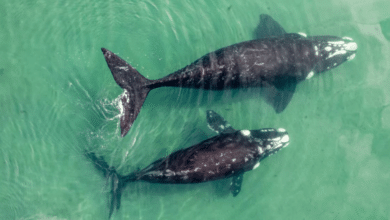 5 animales marinos endémicos de Baja California Sur que debes conocer