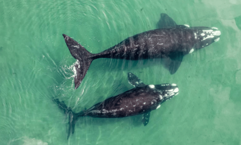 5 animales marinos endémicos de Baja California Sur que debes conocer