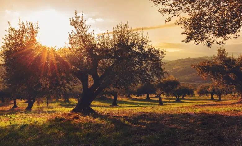 Día Mundial del Olivo: El legado de los olivos en Baja California Sur