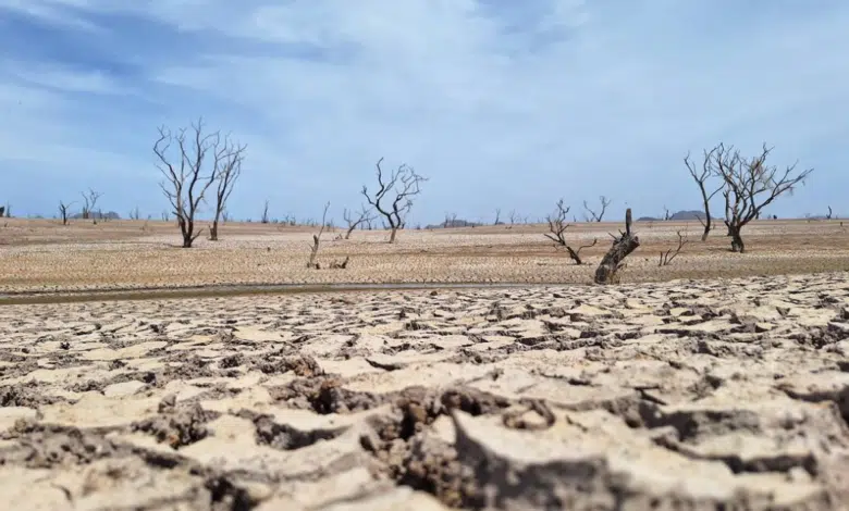 Ganaderos enfrentarán sequía en 2025 por la falta de lluvias