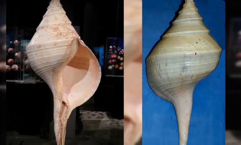El caracol más grande del mundo se exhibe en La Paz