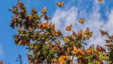 Millones de Mariposas Monarcas llegan a santuarios michoacanos