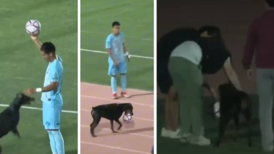 ¡Un lomito inesperado se roba la pelota en partido de Los Cabos United!