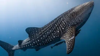 Inicia la temporada de avistamiento del tiburón ballena