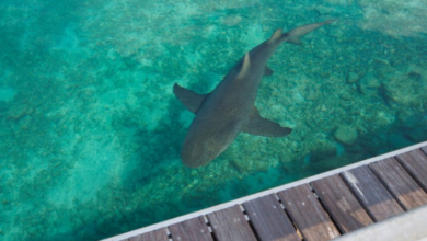 VIDEO: ¡Insólito! Captan a tiburones nadando cerca del malecón de La Paz