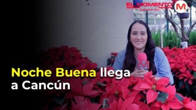 La flor de Noche buena llega a Cancún